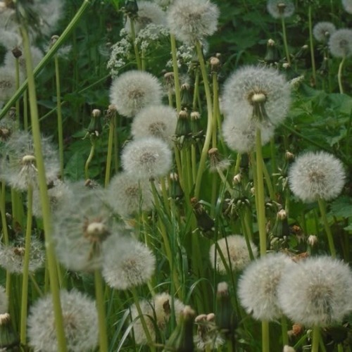  ✿ ˚ㅤi Love Flowers So Much Guys ✿ ˚ㅤ