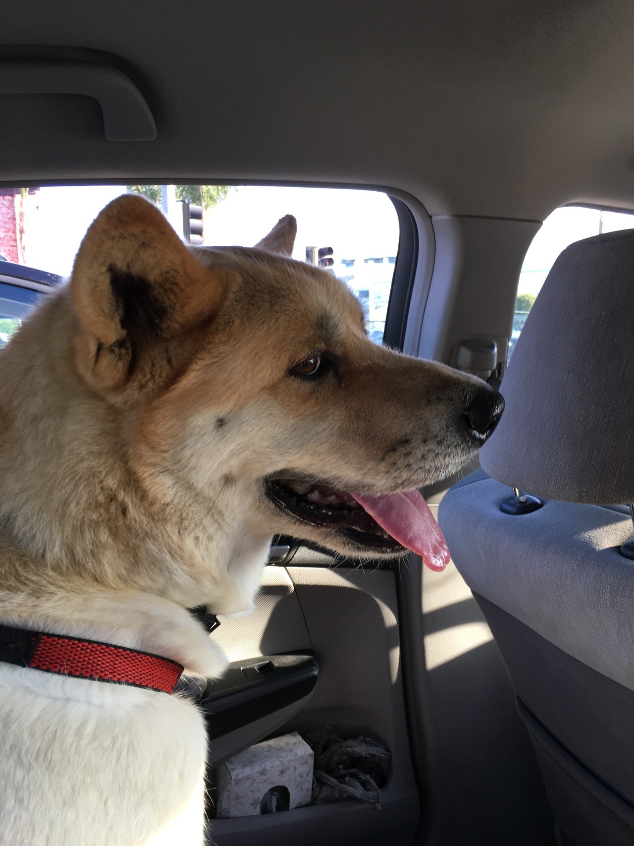  My short week with a dog We  picked her up from a rescue shelter. She was nothing