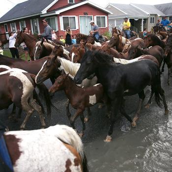 equine-awareness:  The Chincoteague PonyEvery little girl wants a pony, it is said.