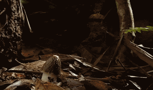 posh-lost:A collection of growing mushroom gifs