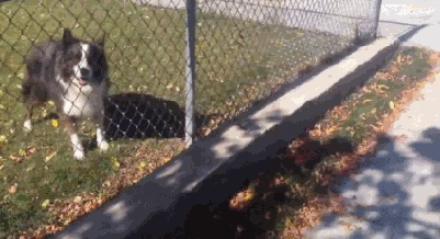 catsdogsblog:  Source http://www.funny-joke-pictures.com