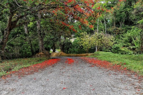 lmkina: • Lopinot Road, Lopinot •