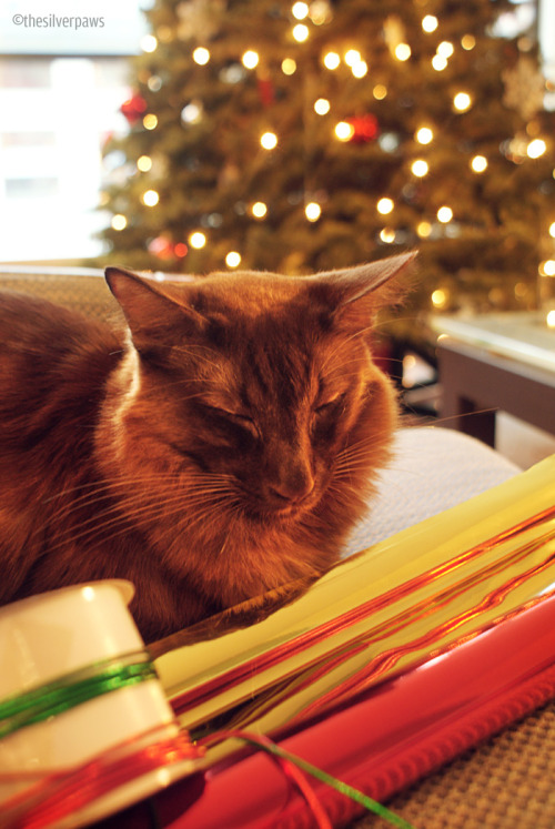 thesilverpaws:Sambucca promised to help me wrap some presents, but I doubt we’ll be ready in t