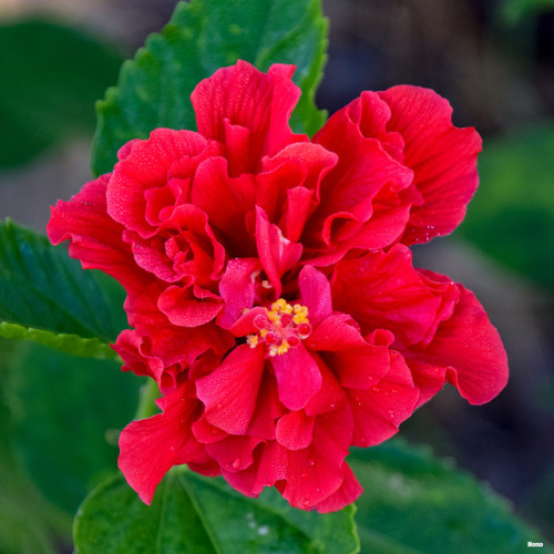 Orange and red hibiscus in Florida