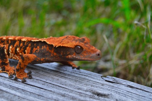 yourherpneeds:shingecko-no-kyojin:Walker with bonus WARP SPEED (she is actually just walking)Jeez lo