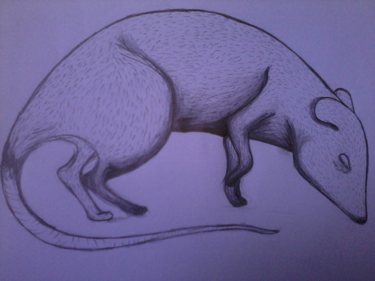 mueraquienespere:  Ratita sin terminarrrr.