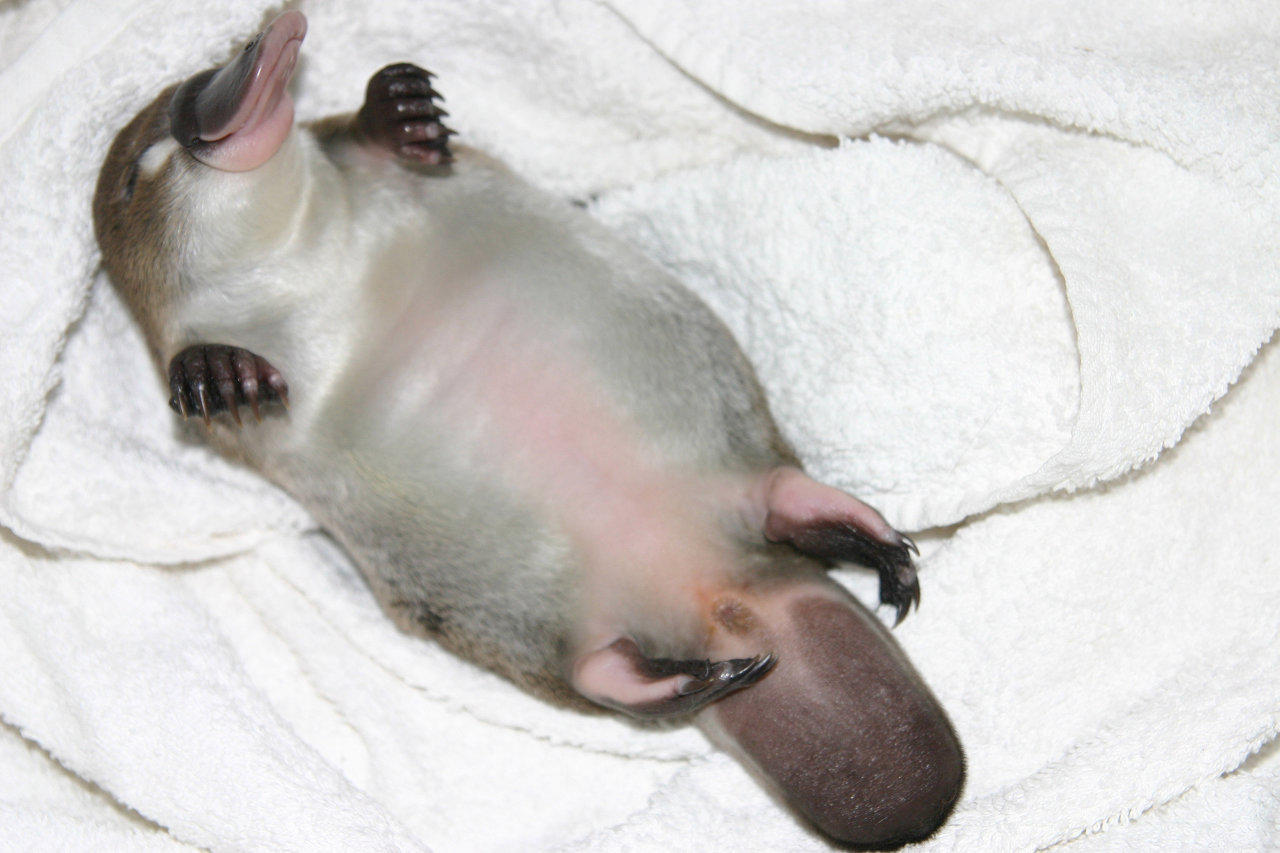 awwww-cute:  Just in case you were wondering what a baby platypus looked like. (Source: