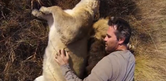 Zoologist with a GoPro gets cuddled by lions
The adoration zoologist Kevin Richardson feels for these big cats — and their obvious feelings for him — will make your heart swell.