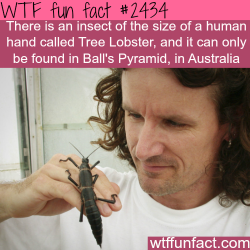 wtf-fun-factss:  Insect the size of a human