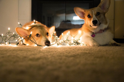 gatsbyadventures:  Get ready to be sick of seeing Gatsby & Scout in Christmas lights and other various holiday costumes and/or paraphernalia.  I regret nothing. 