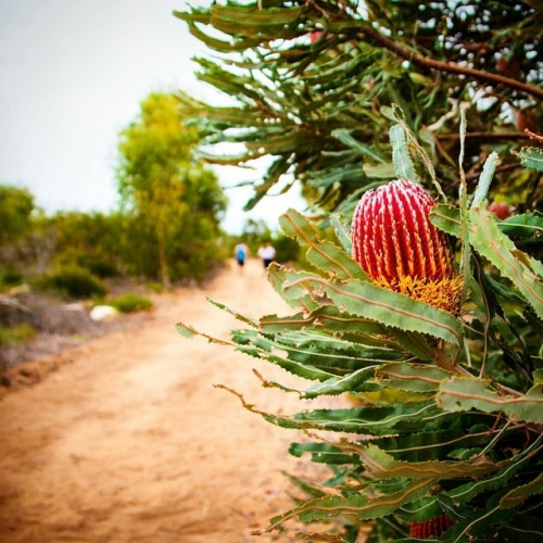 &ldquo;Everything in Australia is crazy looking!&rdquo; says visitor @alexxshaffer (IG). I guess Ban