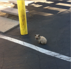 supersugoiboi: violetohara:  the-polyhedron:  conquerorwurm:  violetohara:   violetohara:   violetohara:   violetohara:   Tiny dirty stray kitten hanging out at the bottom of our stairs since yesterday. There are a lot of self-reliant ferals around our