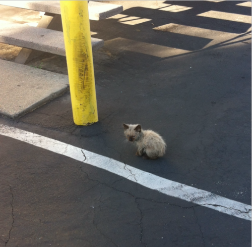 conquerorwurm: violetohara: violetohara: violetohara: violetohara: Tiny dirty stray kitten hanging o