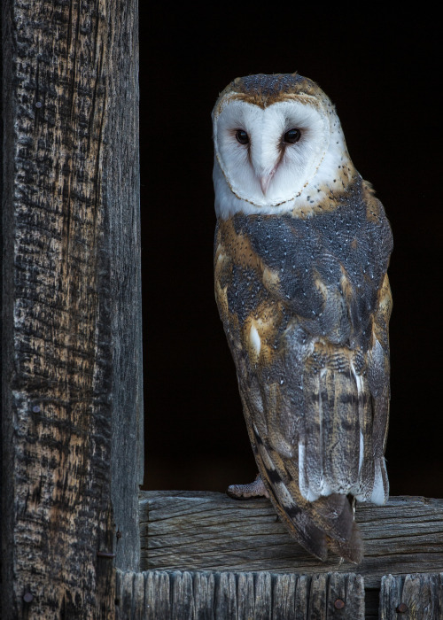 medieval-woman:Barn Owl by Eric Gofreed