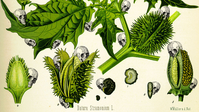 botaniverse:
“ Toxic, psychoactive Jimsonweed grows in Downtown NYC
”
“Beyond the innocuously descriptive "moonflower” (the tubular flowers open by night) and “thorn apple,” various sources identify it as “devil’s apple,” “devil’s snare,” “devil’s...