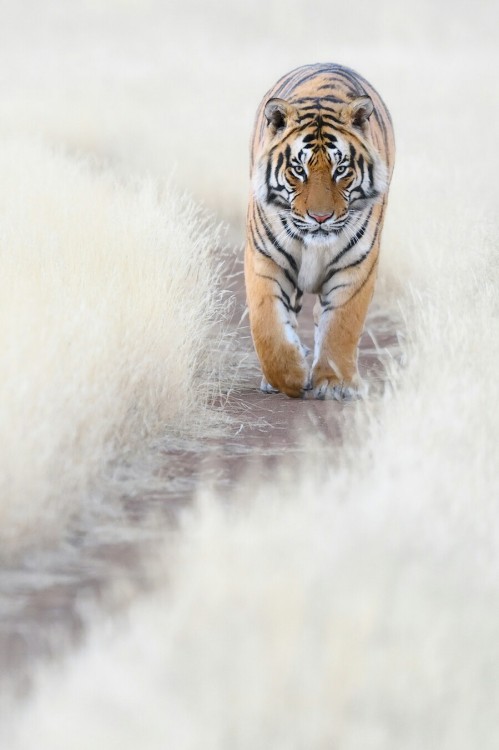 j-k-i-ng:  “Tiger Trail“ by | Marsel van Oosten