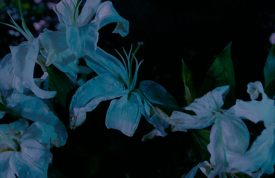 monsieurphantom:   Just as a flower does not choose its color, we are not responsible