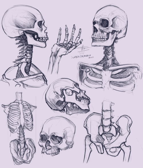 Skeleton Practice,Pinterest is a wonderful place for artists isn’t it.