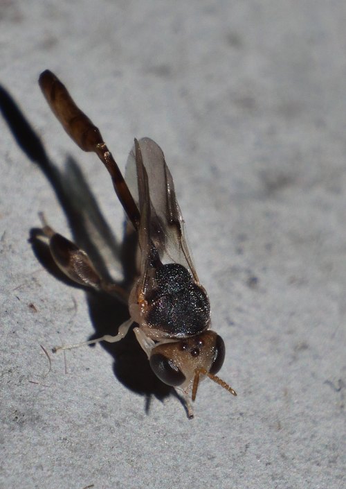 arcticarthropod:onenicebugperday: Lazair night wasp, Smicromorpha sp., Chalcididae Photographed in M
