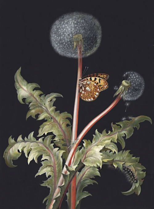 Attributed to Barbara Regina Dietzsch - A dandelion plant in seed with a butterfly, dragonfly and ca