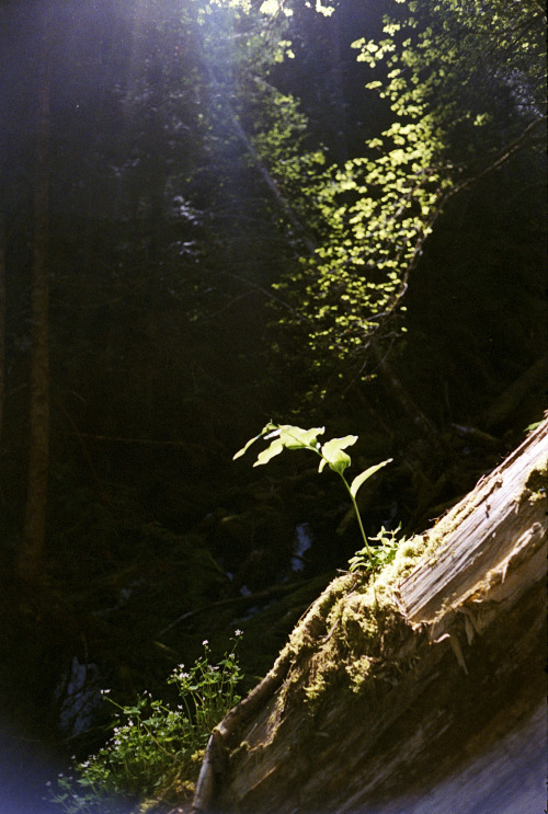 the69thdimension: Sinking deep into the forest… Kodak Pro 400 // Leica M5 