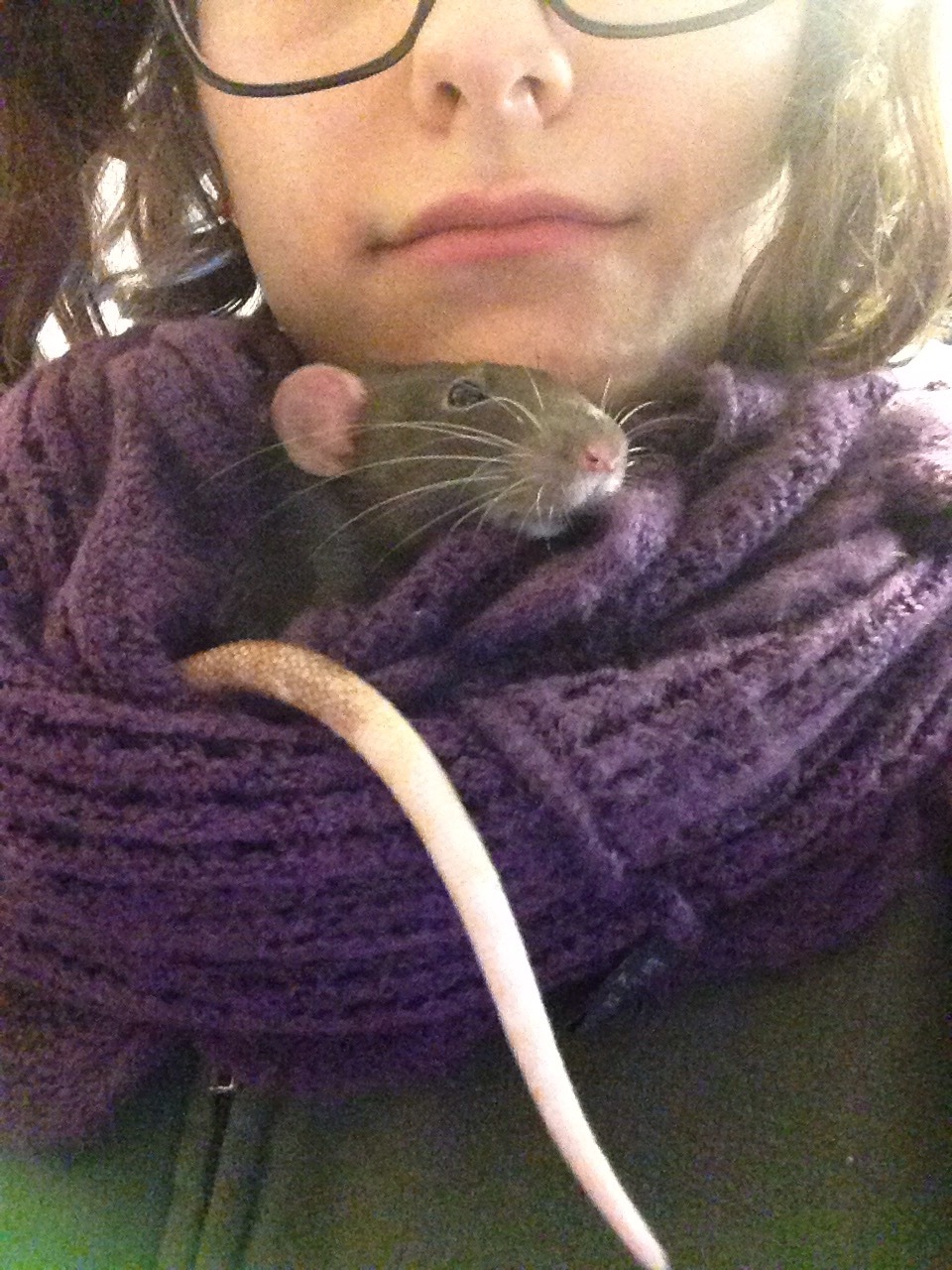 doomdarling:  ratabulous:  Omg I have Arya in my infinity scarf and she all snuggled