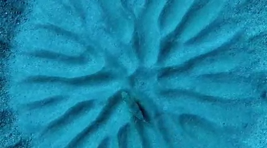 Porn sixpenceee:  When underwater crop circles photos