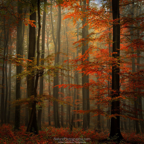 Fall by Philippe Sainte-Laudy on Flickr.