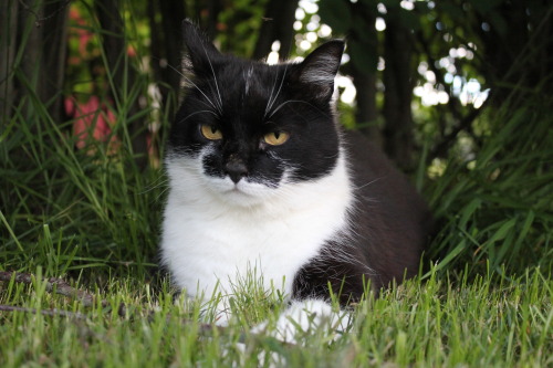 fuckyeahfelines:  This is Tipsu. She doesn’t appreciate me constantly taking pictures of her.(submitted by  rhosalth)