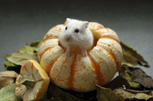 adulthoodisokay:coldwind-shiningstars:kittendrumstick:Milkshake needed her own set of pumpkin pictur