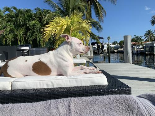 pitbullsoverload:Stella living her best life during her first trip to Florida.