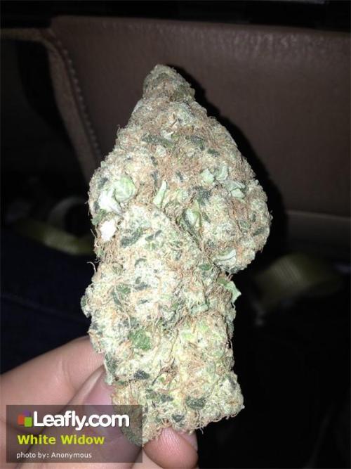 Porn Pics theheroicchemist:  White Widow is one of