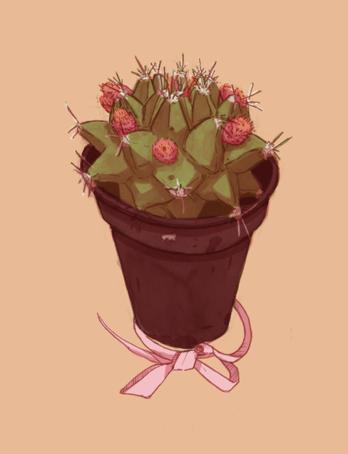 I have two little plants that I love very much (respectfully Etoile on the left and Sylvia on the ri