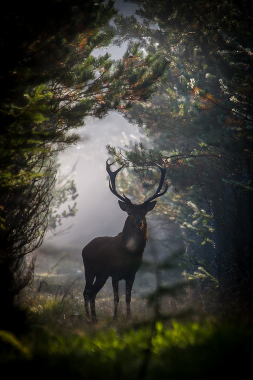 wonderous-world:Red Deer Stag by Dan Ravnborg