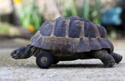 animal-factbook:  Turtles participate in