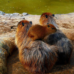 animalssittingoncapybaras:  http://animalssittingoncapybaras.tumblr.com