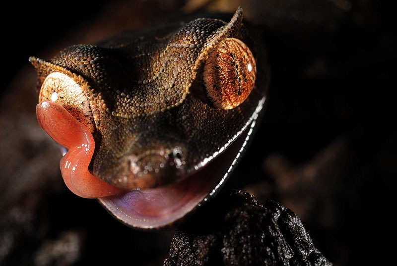 markscherz:  fyeahgeckos:  [x] Satanic Leaf-Tail Gecko  Uroplatus phantasticus 