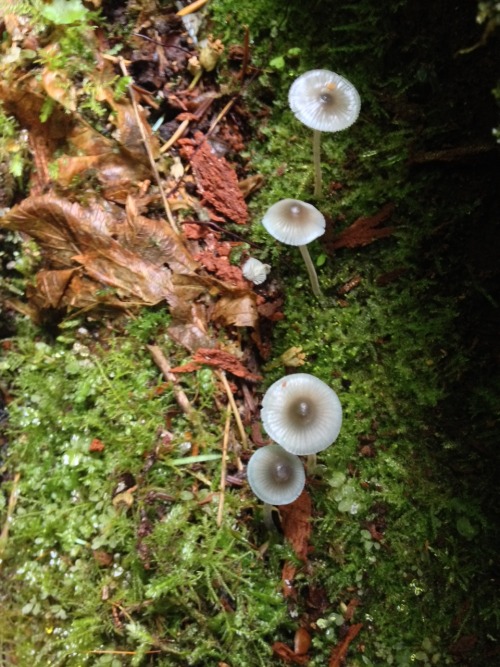 pastoriagym:  My friend Jordan and I went scavenging today! No bones sadly but I saw a lot of mushrooms 
