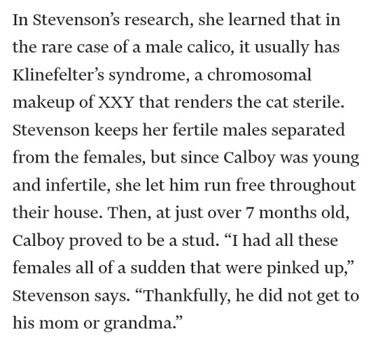 Screenshot that says: In Stevenson’s research, she learned that in the rare case of a male calico, it usually has Klinefelter’s syndrome, a chromosomal makeup of XXY that renders the cat sterile. Stevenson keeps her fertile males separated from the females, but since Calboy was young and infertile, she let him run free throughout their house. Then, at just over 7 months old, Calboy proved to be a stud. “I had all these females all of a sudden that were pinked up,” Stevenson says. “Thankfully, he did not get to his mom or grandma.”