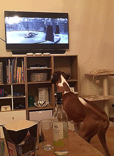 thenatsdorf:  Boxer see, boxer do. [full video] 