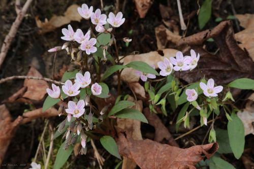 vandaliatraveler:A few more photos from my walk on the Mon River Trail this past Sunday. Wildflowers