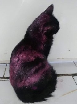 everythingfox: GALAXY CAT!