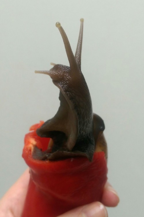 The majestic pepper snail