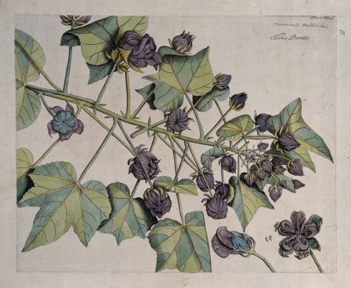 heaveninawildflower: Botanical illustrations by Hendrik van Reede tot Drakestein (1637?-1691).Colo