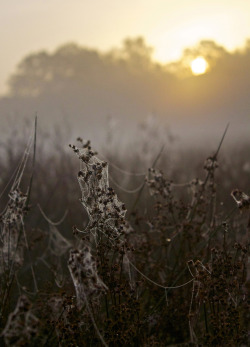 sequence4:Tangled In The Morning Mist by Kirsty Paterson / 500px