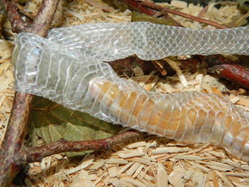 Well.. if snakes can teach us anything, its this! ‘When you’re shedding things from your