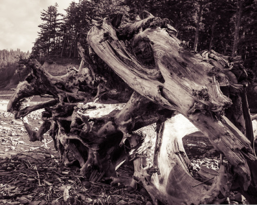 Oregon - June 2019Shortsands BeachOswald-West State Park