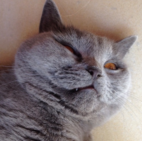 unflattering pictures: cat compilation