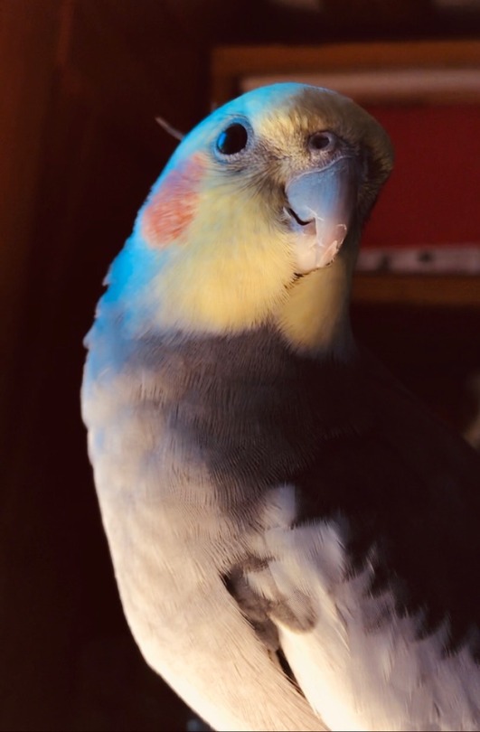 Koji The Cockatiel