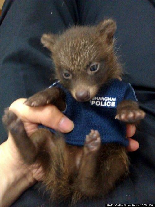 thecutestofthecute:  So apparently there is a type of animal called the Japanese Raccoon Dog. They’re basically just giant raccoon’s with serious amounts of floof. Look how magestic they are. It’s incredible  Suspicious Raccoon Dog knows wat u been
